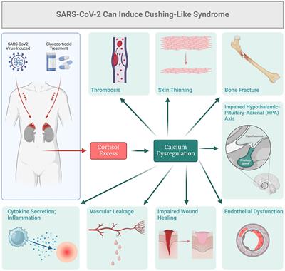 Endocrine dysregulation in COVID-19: molecular mechanisms and insights